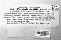 Puccinia argentata image